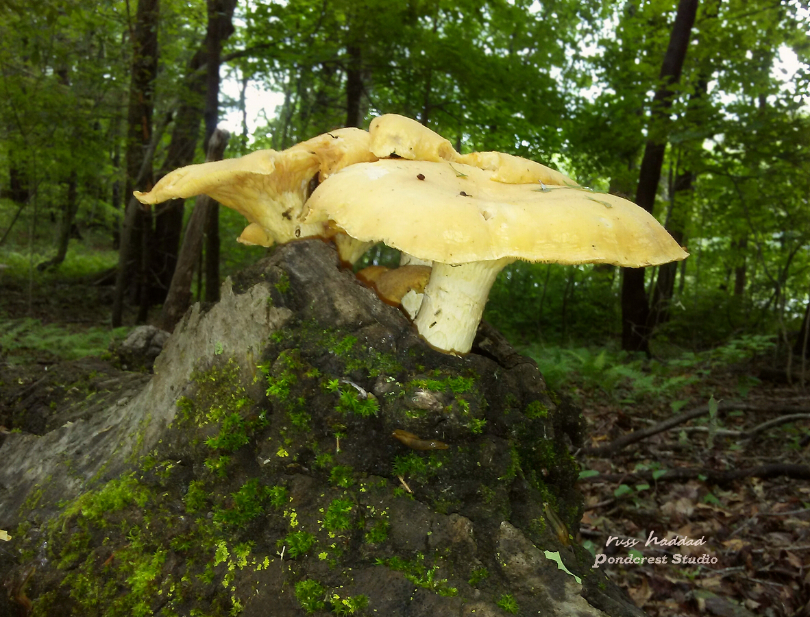PONDCREST STUDIO Photo Gallery 1E Mushrooms Fungi, Images Of NATURE